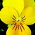 Violas_viola_cornuta_endurio_r_pure_yellow-1