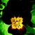 Violas_viola_cornuta_endurio_r_red_w_yellow_face-1
