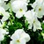 Violas_viola_cornuta_endurio_r_white-1