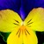 Violas_viola_cornuta_endurio_r_yellow_w_violet_wing-1