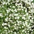 Annuals: Gypsophila muralis 'Gypsy'