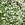 Annuals: Gypsophila muralis 'Gypsy'