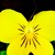 Violas_viola_cornuta_endurio_r_yellow_red_wing-1