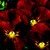 Violas_viola_cornuta_patiola_r_bronze_red-1