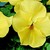 Violas_viola_cornuta_patiola_r_pure_lemon_yellow-1