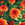 Dahlias: Dahlia 'Art Deco'