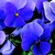 Violas_viola_cornuta_patiola_r_pure_light_blue-1