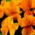 Violas_viola_cornuta_patiola_r_pure_orange-1