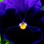 Violas_viola_cornuta_patiola_r_pure_violet-1
