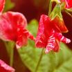 Sweet_peas_lathyrus_odoratus_america-1