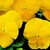 Violas_viola_cornuta_patiola_r_pure_yellow-1