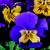 Violas_viola_cornuta_patiola_r_violet_yellow_face-1