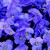 Violas_viola_cornuta_rocky_tm_blue_for_you-1