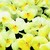 Violas_viola_cornuta_rocky_tm_cream_w_yellow_lip-1