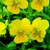 Violas_viola_cornuta_rocky_tm_golden_yellow-1