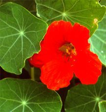 Nasturtium, 'Empress of India'