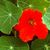 Nasturtiums: Tropaeolum majus 'Empress of India'