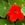 Nasturtiums: Tropaeolum majus 'Empress of India'