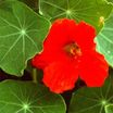 Annuals_tropaeolum_majus_empress_of_india-1