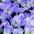 Violas_viola_cornuta_rocky_tm_lavender_blush-1