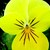 Violas_viola_cornuta_rocky_tm_lemon_yellow-1