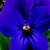 Violas_viola_cornuta_rocky_tm_neon_violet-1