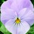 Violas_viola_cornuta_rocky_tm_pink-1