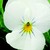 Violas_viola_cornuta_rocky_tm_pure_white-1