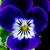 Violas_viola_cornuta_rocky_tm_purple_with_face-1
