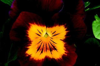 Violas_viola_cornuta_rocky_tm_red_w_yellow_face-1