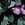 Morning Glory: Ipomoea acuminata (I. indica)