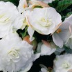 Begonias_begonia_go_go_appleblossom-1