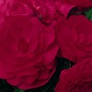 Begonias_begonia_go_go_cherry-1