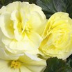 Begonias_begonia_go_go_light_yellow-1