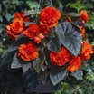 Begonias_begonia_go_go_orange-1