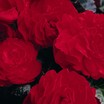 Begonias_begonia_go_go_red-1