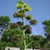 Agave_blooms_finale_112909