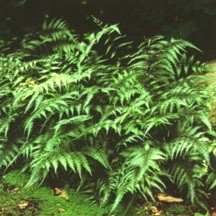 Fern, Japanese Painted
