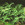 Ferns: Athyrium nipponicum 'Pictum'