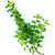 Thyme_thymus_vulgaris_cv._aureus-1.small
