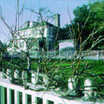 Trees and Shrubs