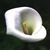 Calla_lilies_zantedeschia_aethiopica-1.small