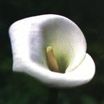 calla-lily