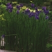 Iris_iris_sibirica_x_caesar_s_brother-1