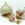 Garlic and Shallots: Allium sativum 'Silver Rose'