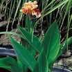 Tropical_bog_plants_canna_taney-1