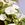 Morning Glory: Ipomoea tricolor