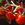 Tomatoes: Lycopersicon