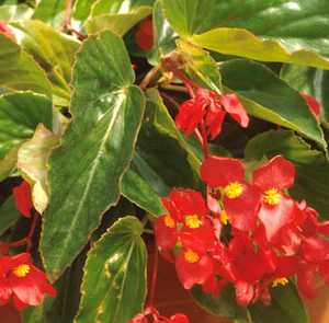 Begonia, Dragon Wing