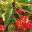 Begonias